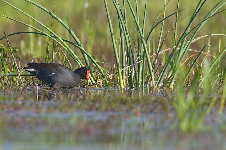 Teichhuhn Gallinula chloropus Moorhen